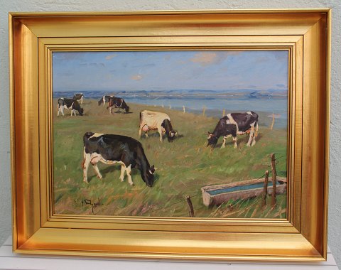 Cattle at the fields by Mariagerfjord Oil on Canvas 56 x 72 cm including the 
golden frame by Gunnar Bundgaard