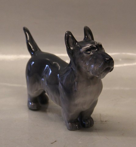 Royal Copenhagen  2853 RC Terrier Standing KK 1927 14 x 21 cm
