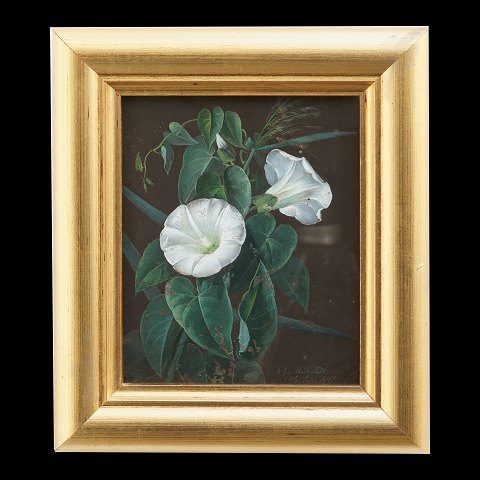 I. L. Jensen bindweed. I. L. Jensen, 1800-56, 
gouache on paper. Signed "I. L. Jensen D. 26. 
Sept. 1847". Visbile size: 16,5x13,5cm. With 
frame: 25x22cm