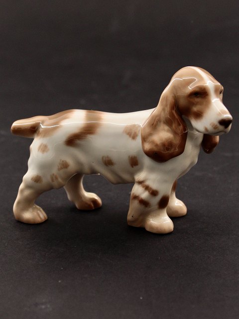 B&G spaniel 2172